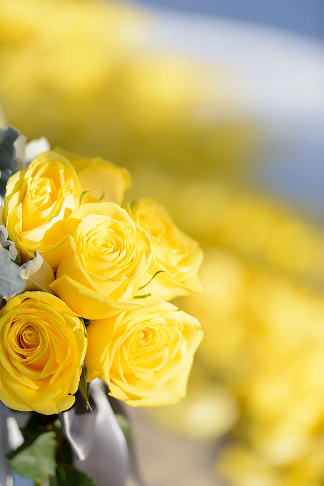 Wedding Photography & Video in Phoenix, Arizona — photo 18